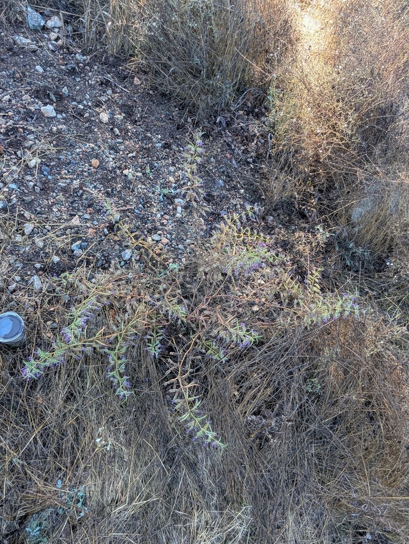 Turpentine Weed photo 6