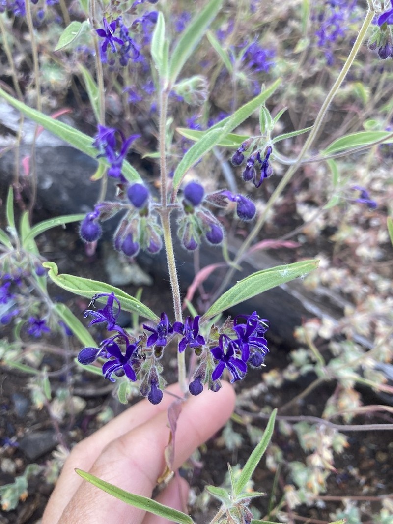 Turpentine Weed photo 7