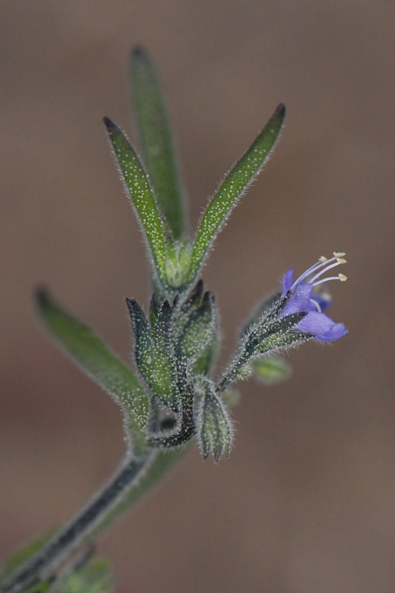 Smallflower Bluecurls