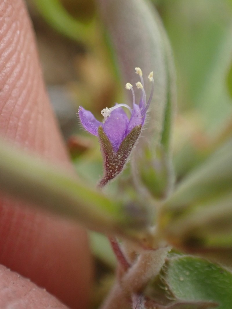 Smallflower Bluecurls photo 2