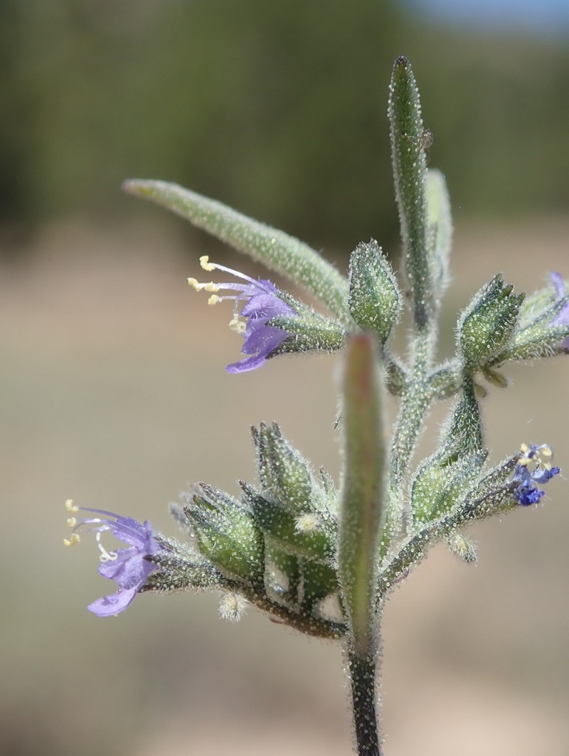 Smallflower Bluecurls photo 4