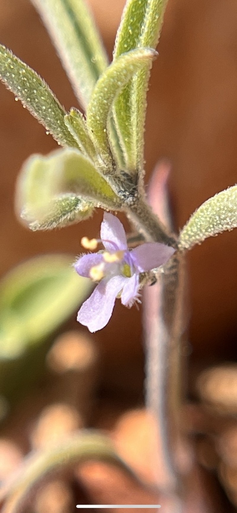 Smallflower Bluecurls photo 5