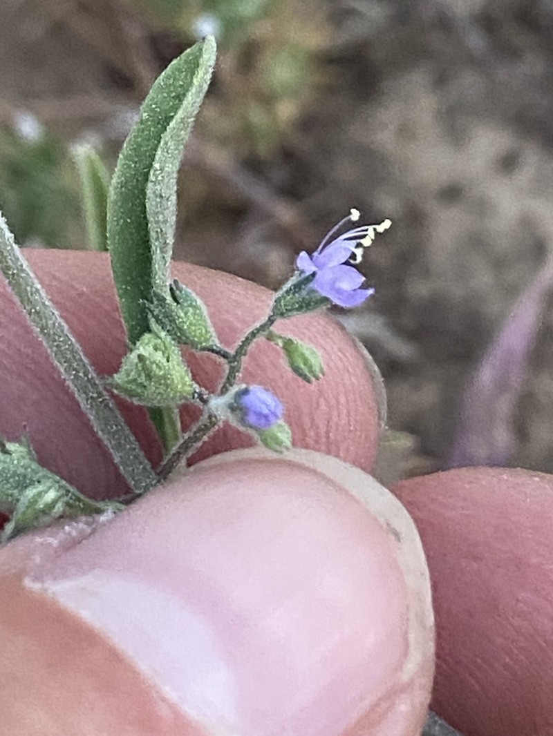 Smallflower Bluecurls photo 6