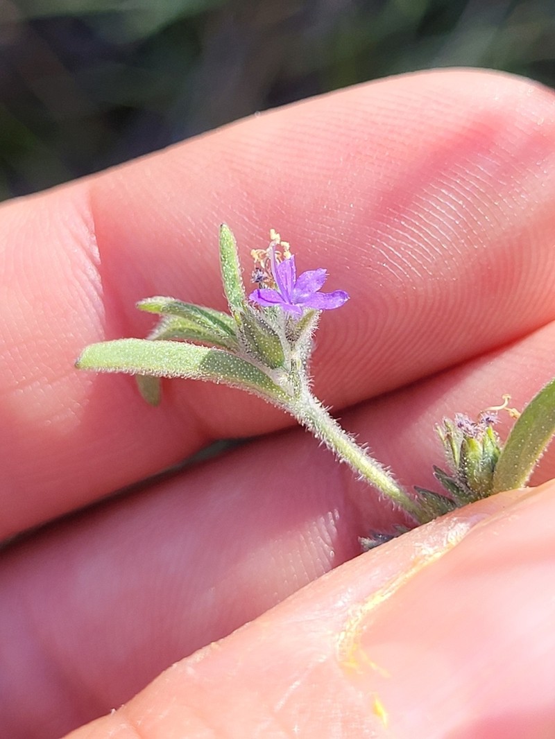 Smallflower Bluecurls photo 7
