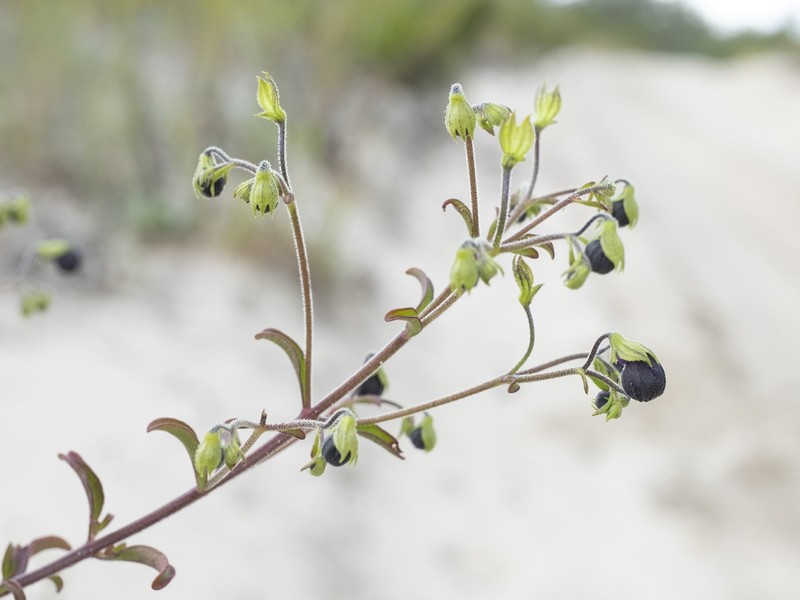 Trichostema microphyllum