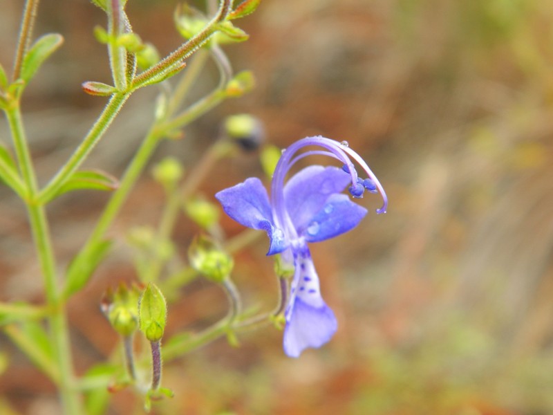 Trichostema microphyllum photo 2