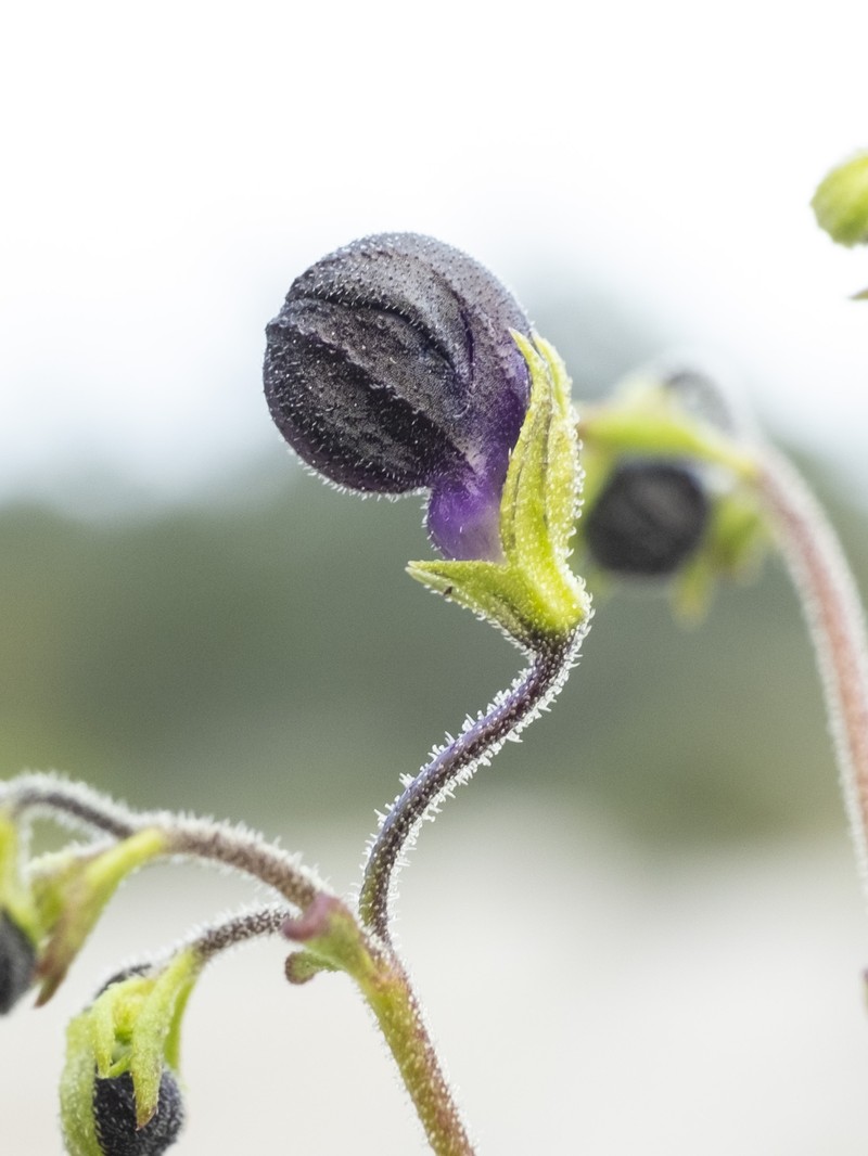 Trichostema microphyllum photo 3