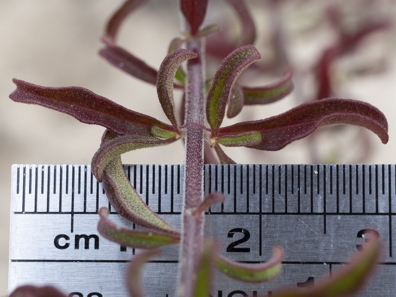 Trichostema microphyllum photo 4