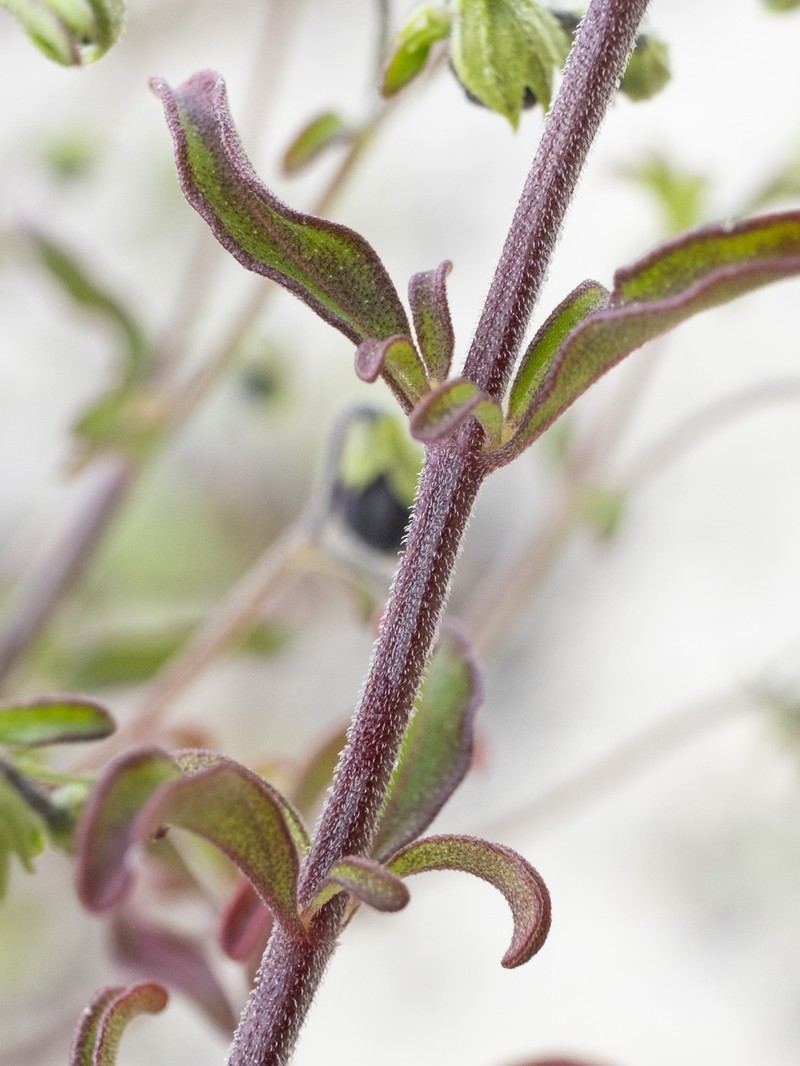 Trichostema microphyllum photo 5