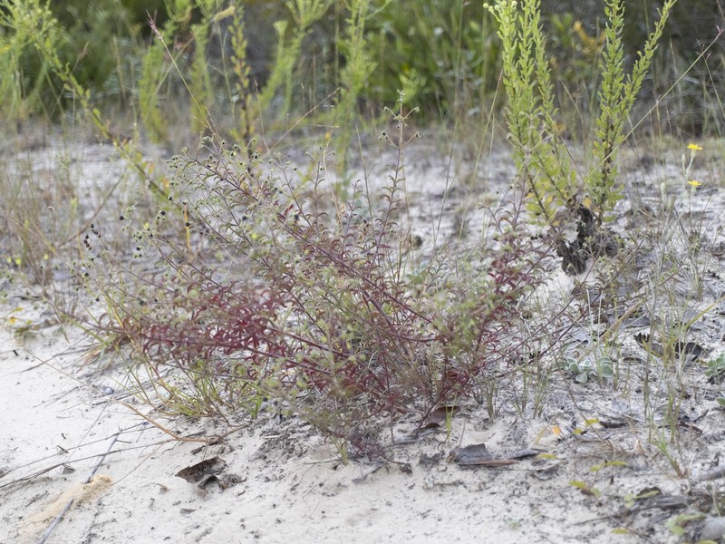 Trichostema microphyllum photo 6