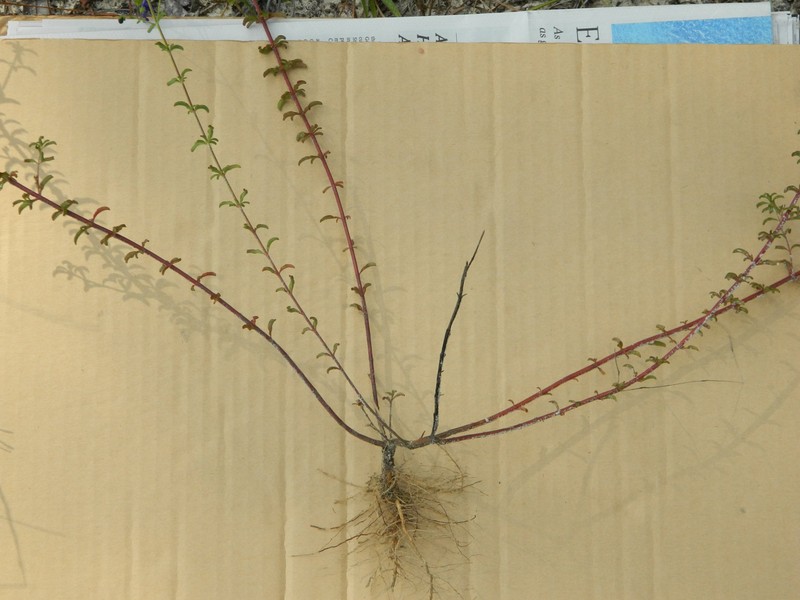 Trichostema microphyllum photo 7