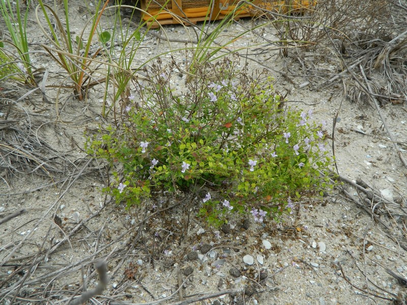 Trichostema nesophilum