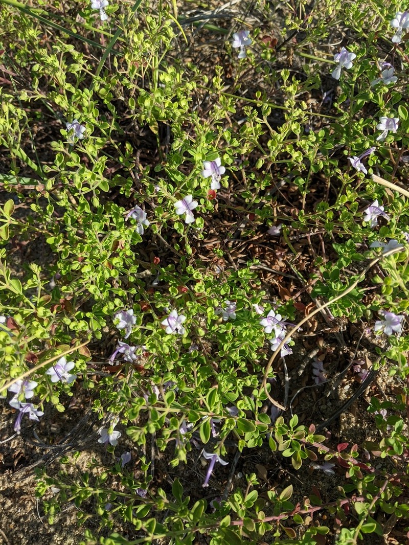 Trichostema nesophilum photo 3