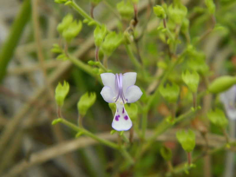 Trichostema nesophilum photo 4