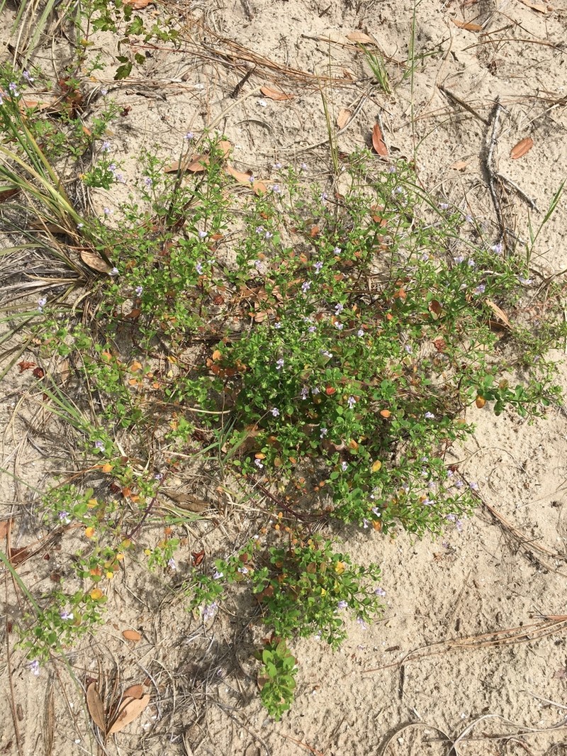 Trichostema nesophilum photo 5