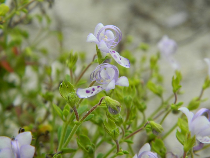 Trichostema nesophilum photo 6