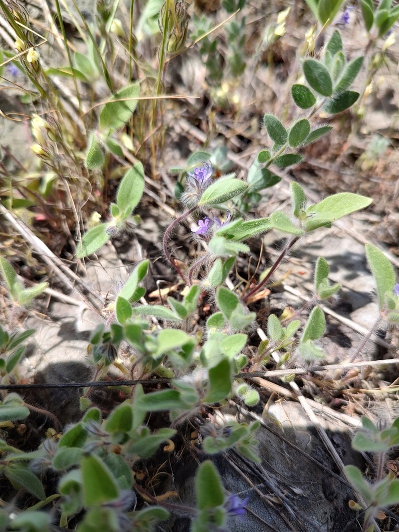 Oblong Bluecurls photo 2