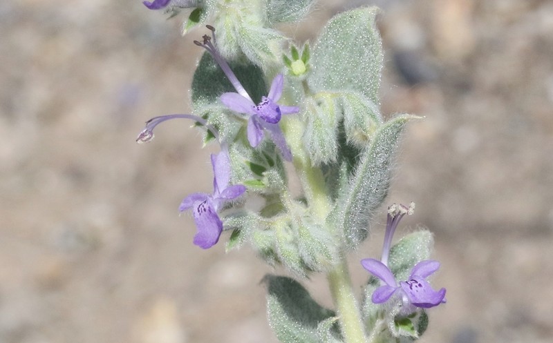 San Joaquin Bluecurls photo 2