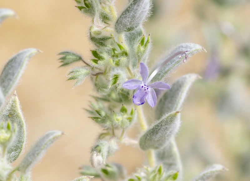 San Joaquin Bluecurls photo 3