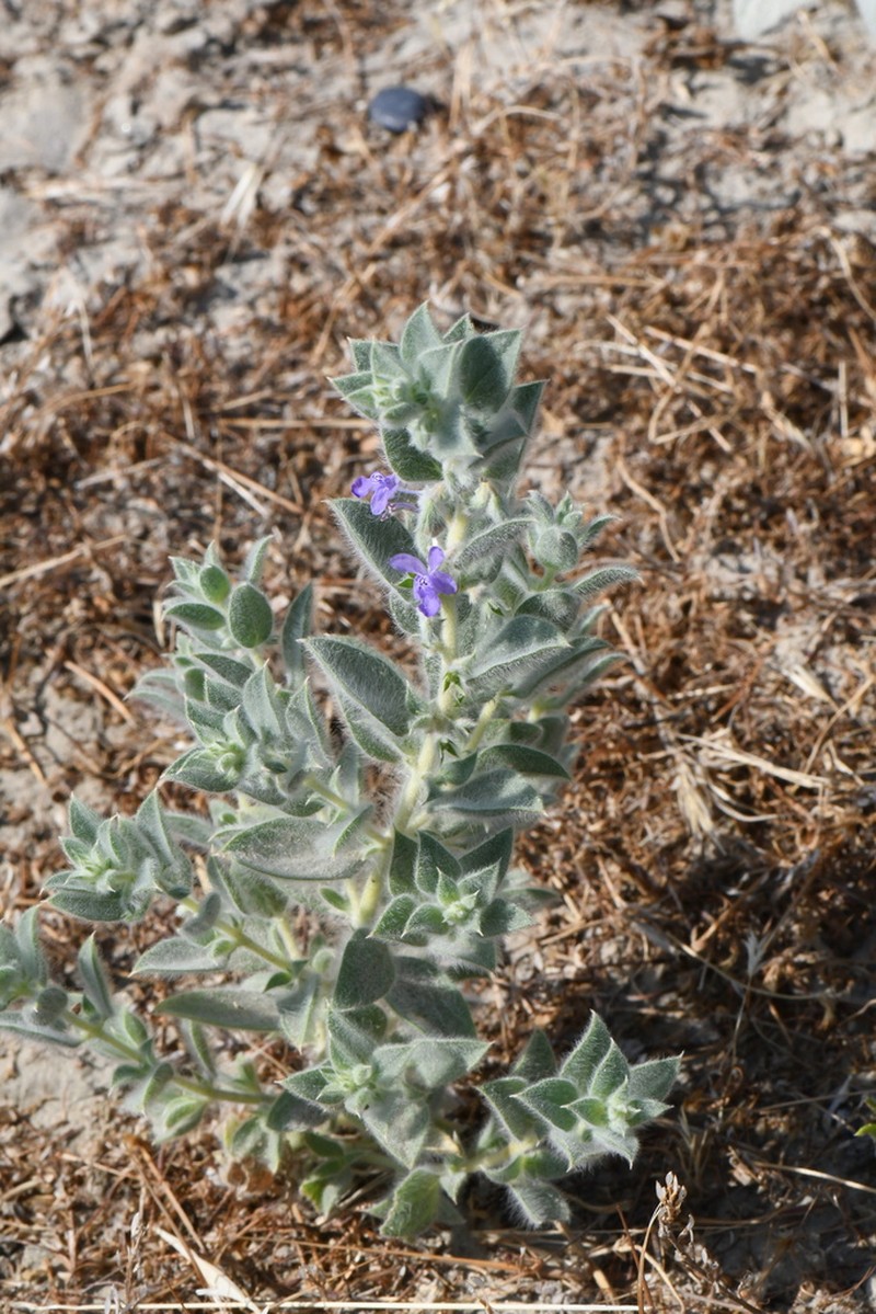San Joaquin Bluecurls photo 4