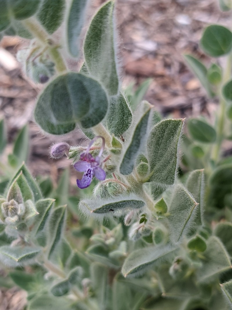 San Joaquin Bluecurls photo 5