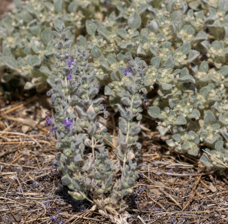 San Joaquin Bluecurls photo 6