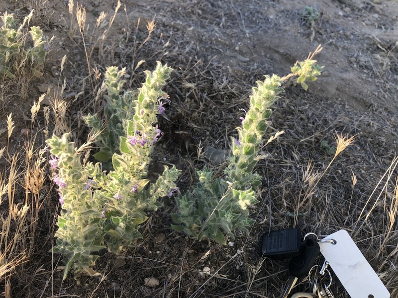 San Joaquin Bluecurls photo 7