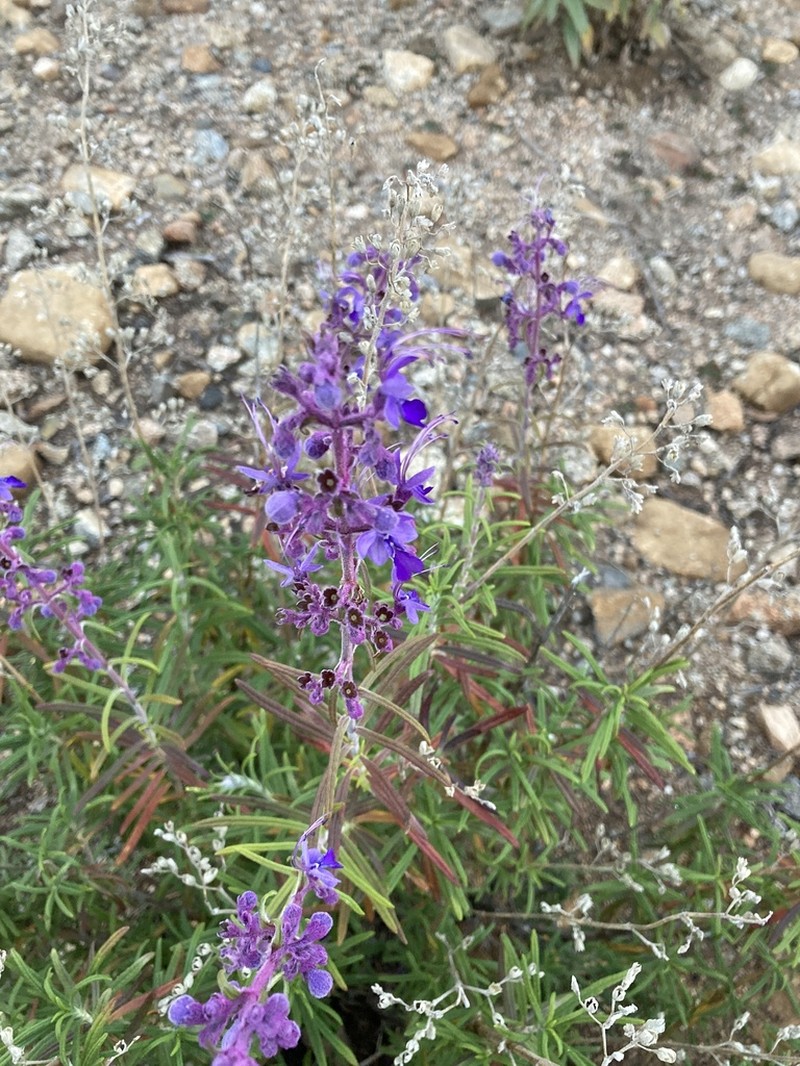Parish's Bluecurls photo 2