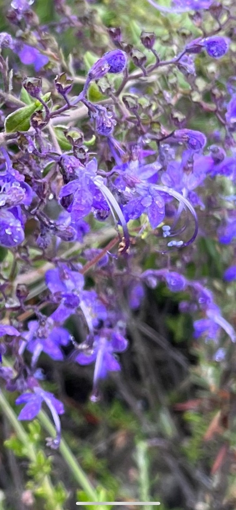 Parish's Bluecurls photo 5
