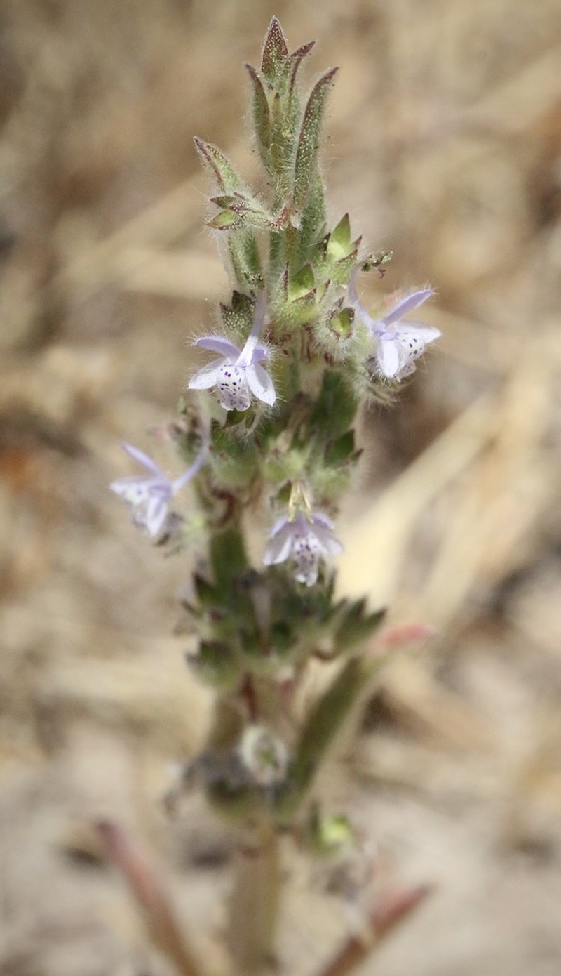 Napa Bluecurls photo 6