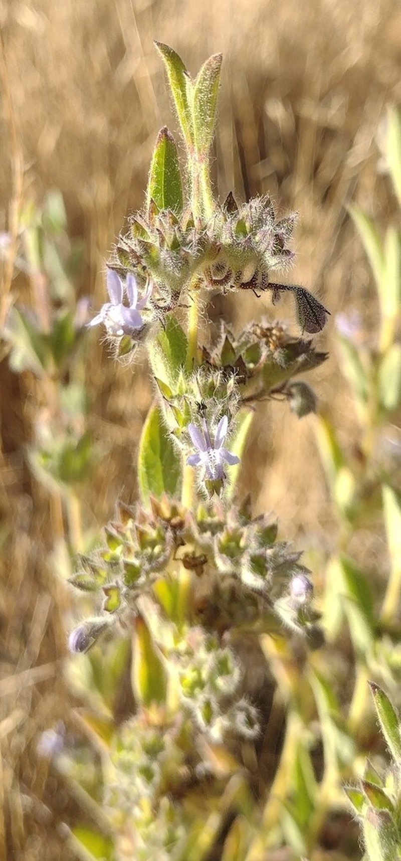 Napa Bluecurls photo 7