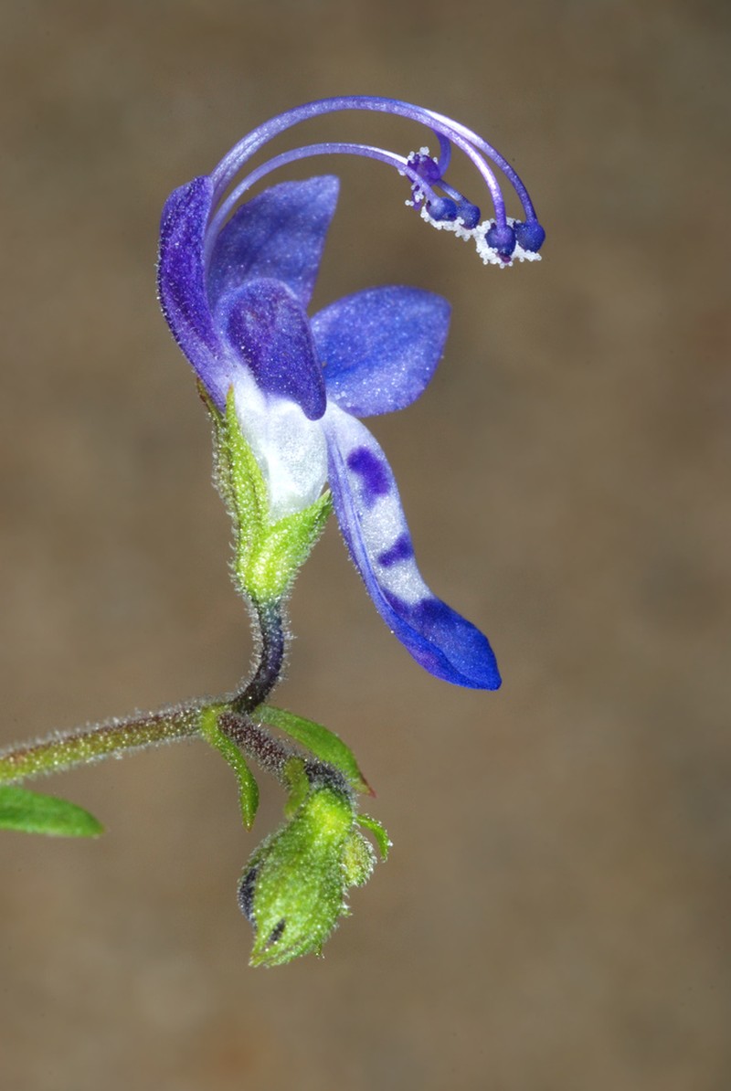 Narrowleaf Bluecurls photo 3