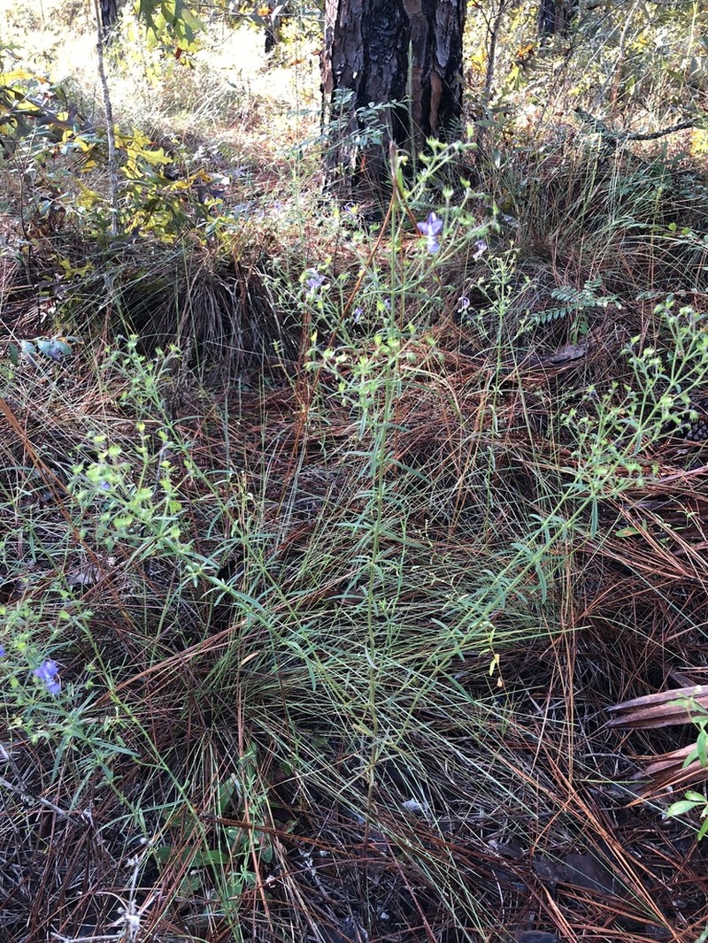 Narrowleaf Bluecurls photo 4