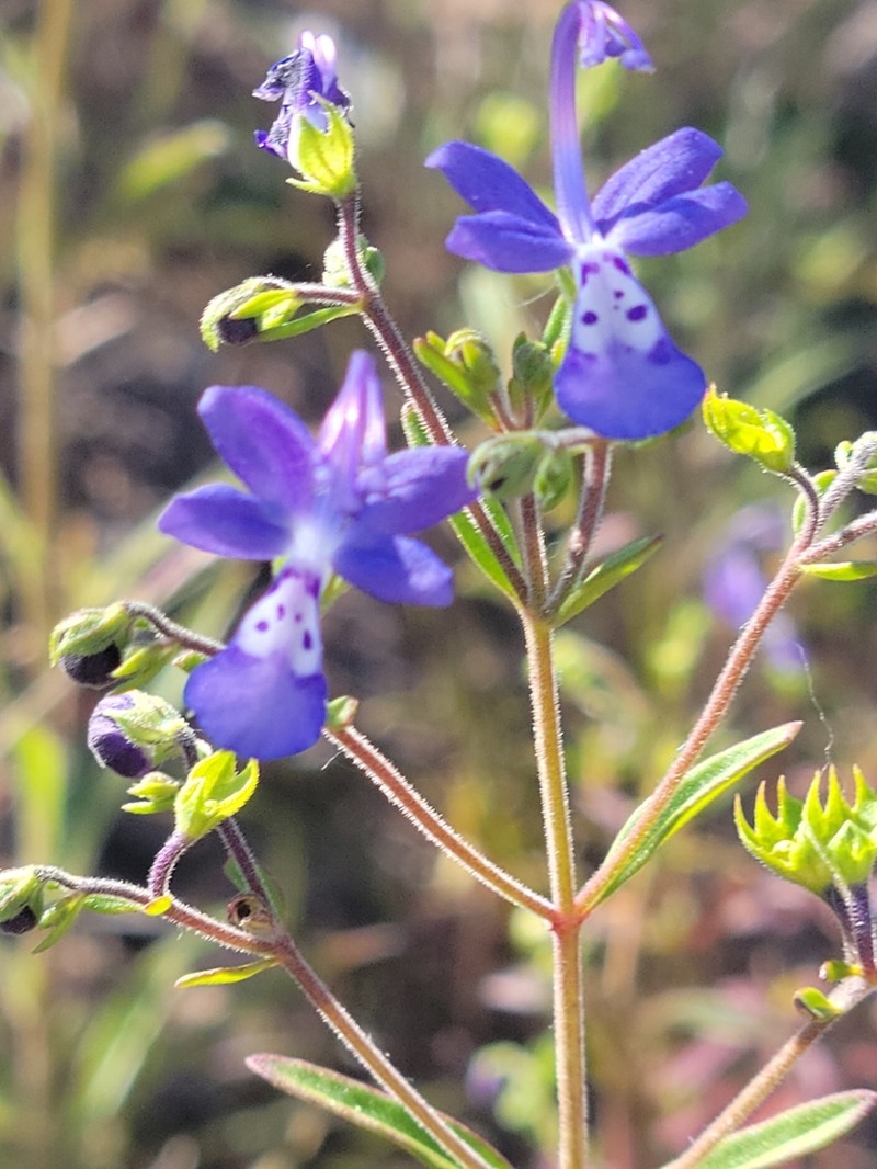 Narrowleaf Bluecurls photo 5