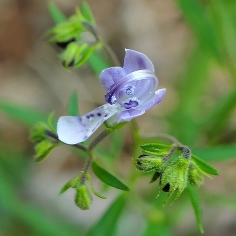 Narrowleaf Bluecurls photo 6