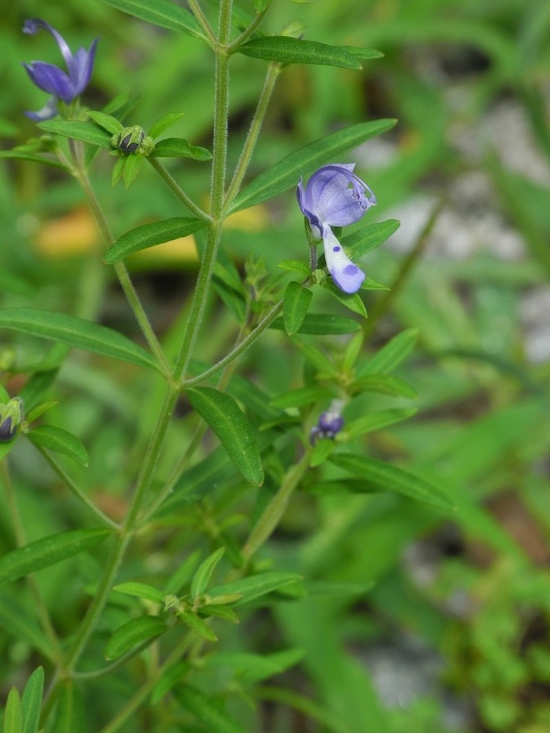 Narrowleaf Bluecurls photo 7