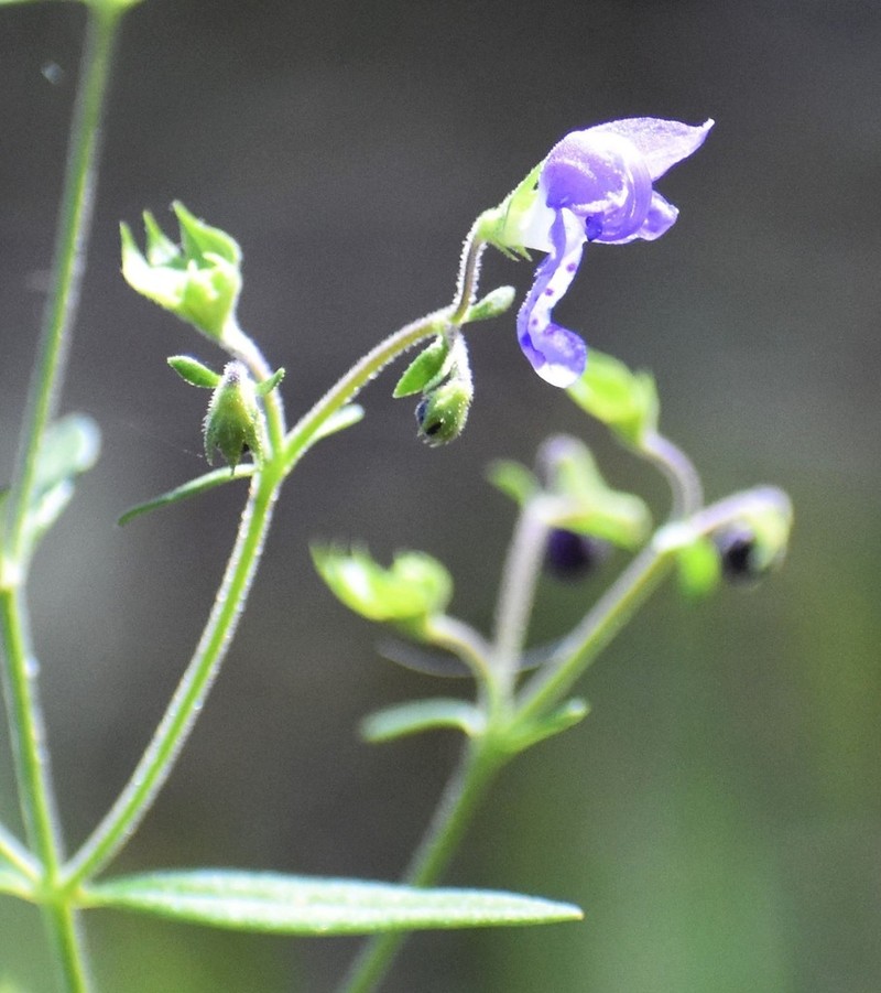 Narrowleaf Bluecurls photo 8