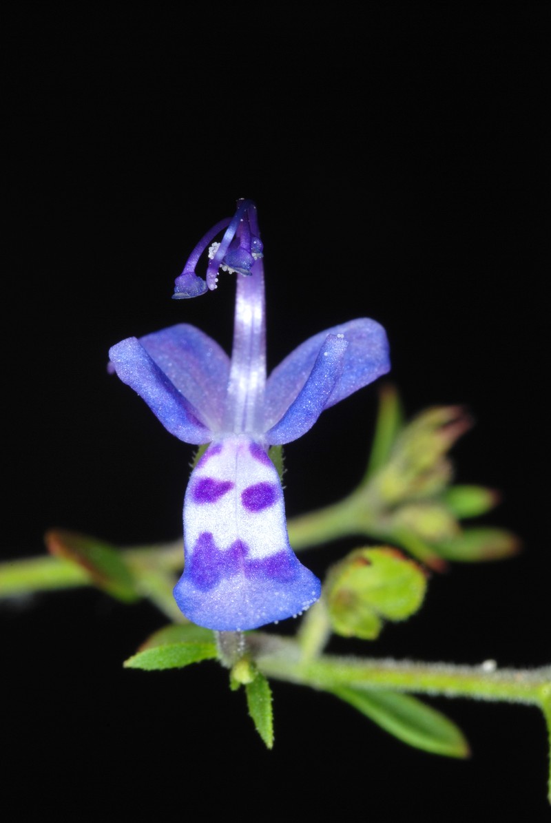 Narrowleaf Bluecurls photo 4