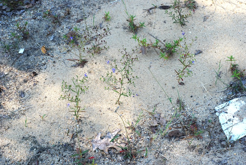 Narrowleaf Bluecurls photo 5
