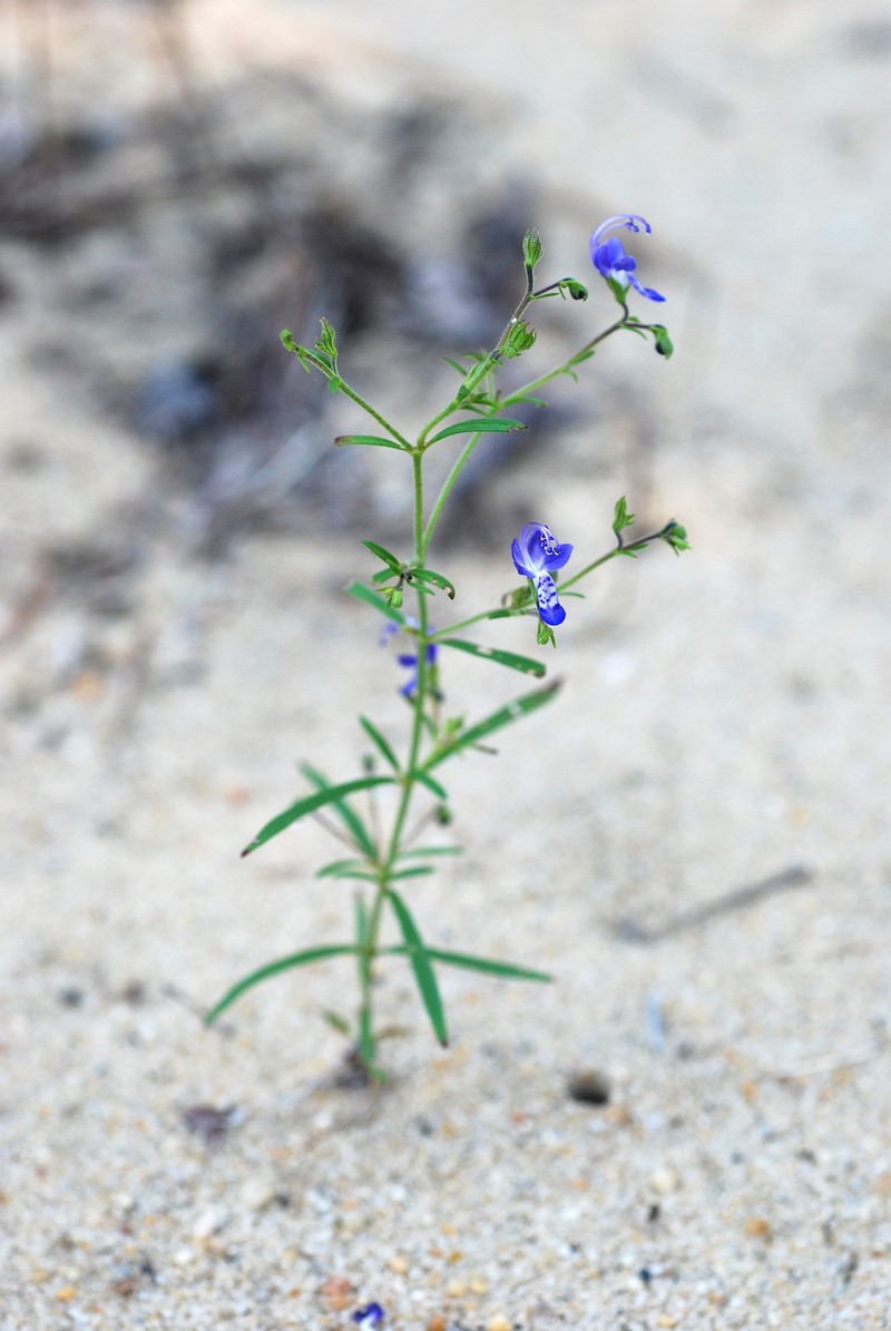 Narrowleaf Bluecurls photo 6