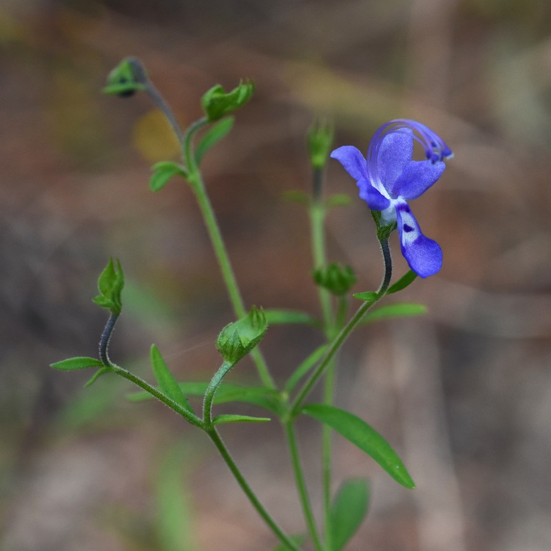 Narrowleaf Bluecurls