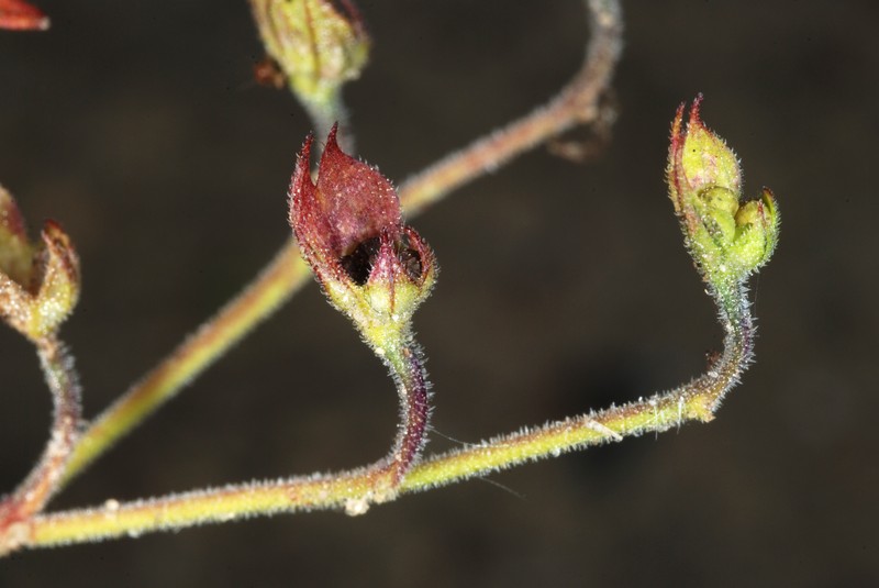 Narrowleaf Bluecurls photo 2