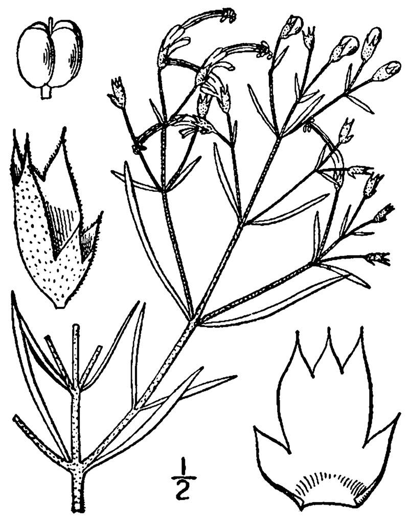 Narrowleaf Bluecurls photo 3