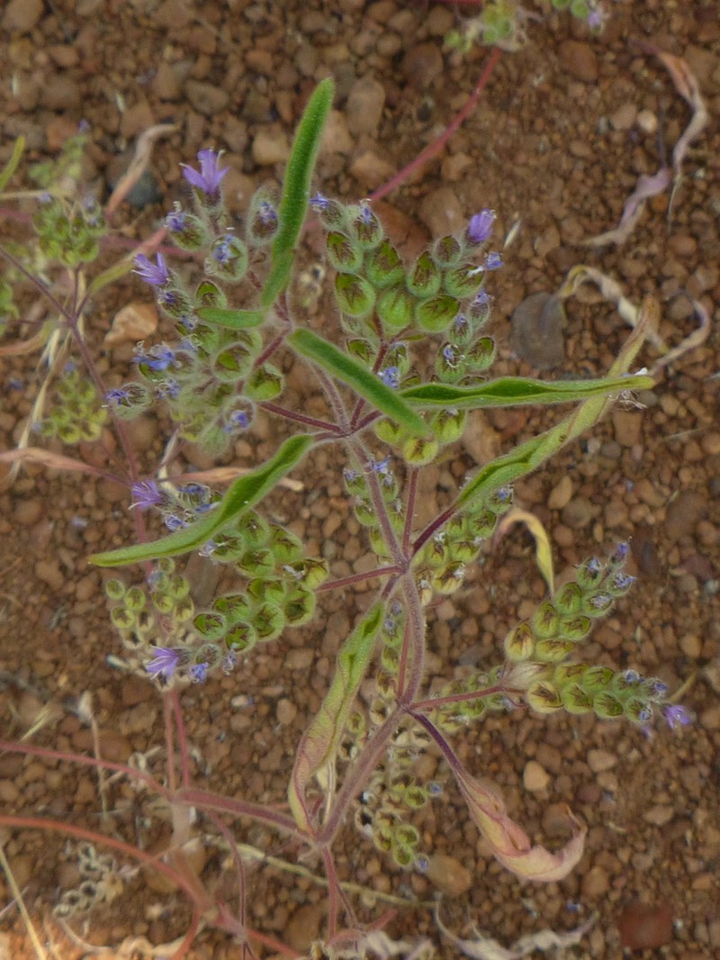 Siskiyou Bluecurls photo 2