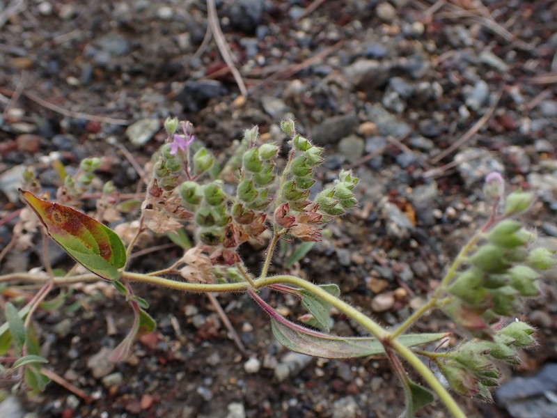 Siskiyou Bluecurls photo 5