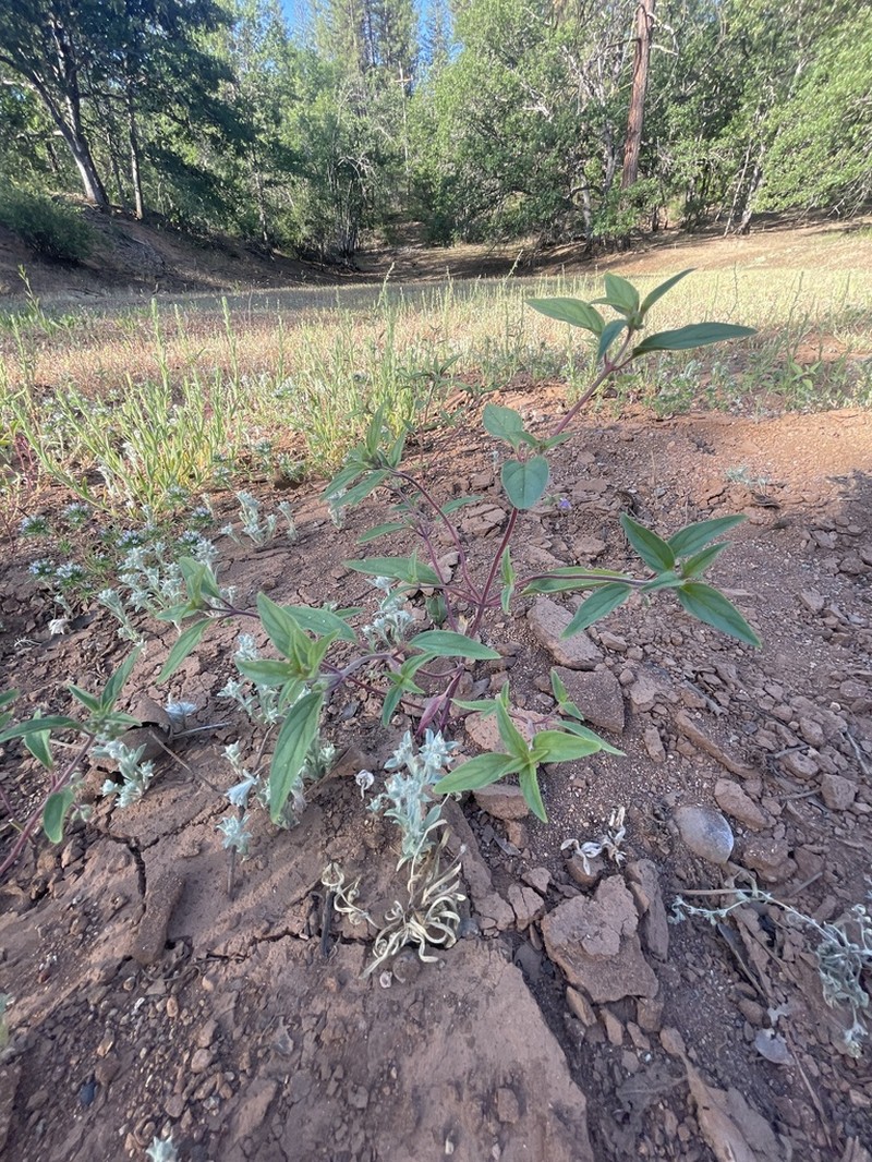 Siskiyou Bluecurls photo 6