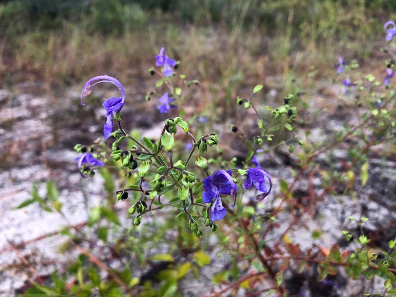 Florida Scrub Bluecurls