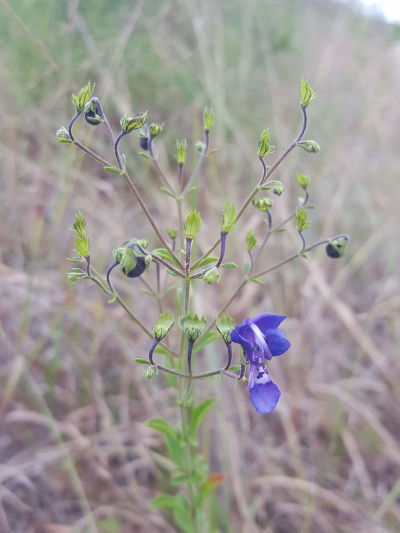 Florida Scrub Bluecurls photo 2