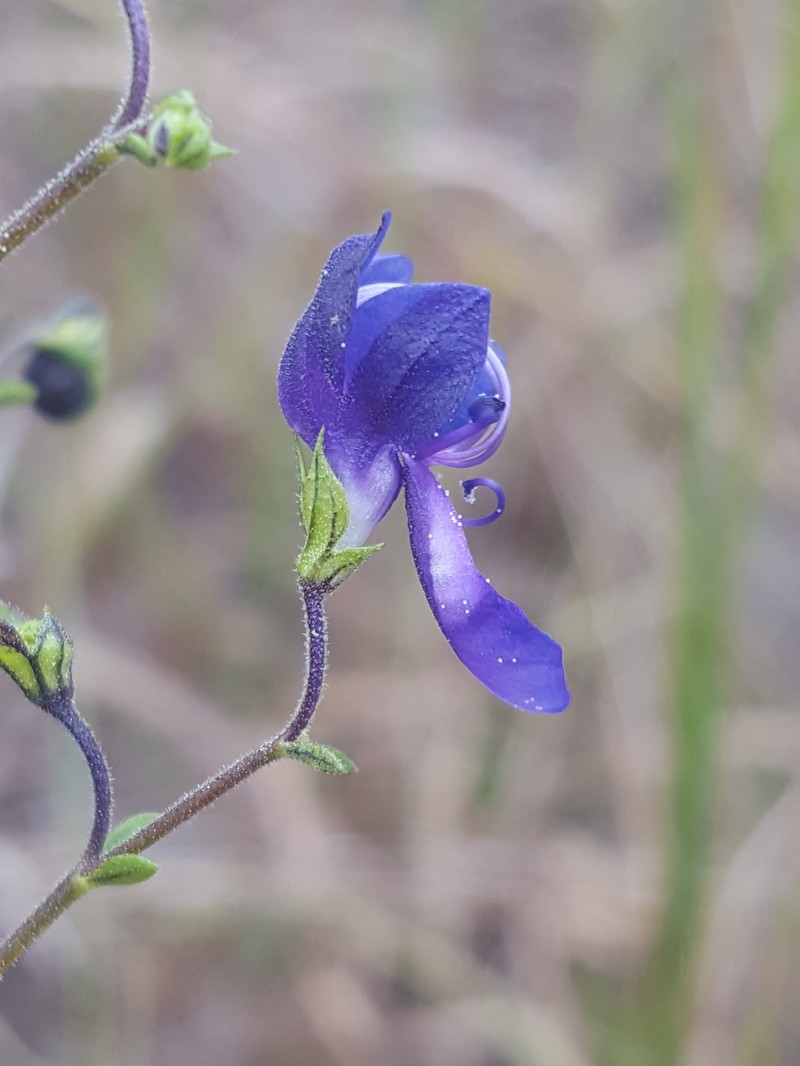 Florida Scrub Bluecurls photo 4