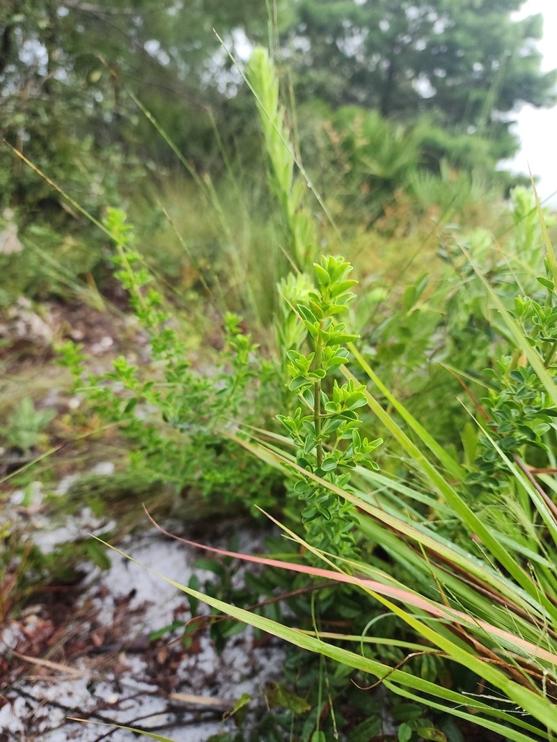 Florida Scrub Bluecurls photo 7
